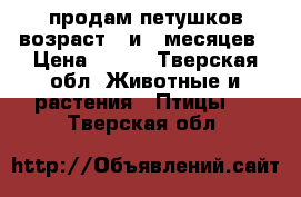 продам петушков возраст 4 и 5 месяцев › Цена ­ 700 - Тверская обл. Животные и растения » Птицы   . Тверская обл.